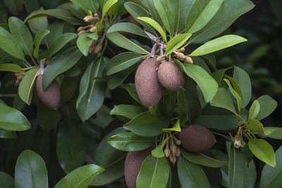 Sapodilla is producing a lot of results.