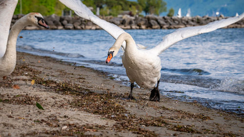 View of birds on beach