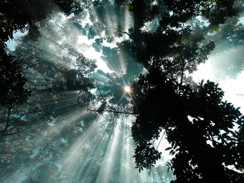 Low angle view of sunlight streaming through trees in forest