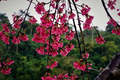 Close-up of pink flowers blooming on tree