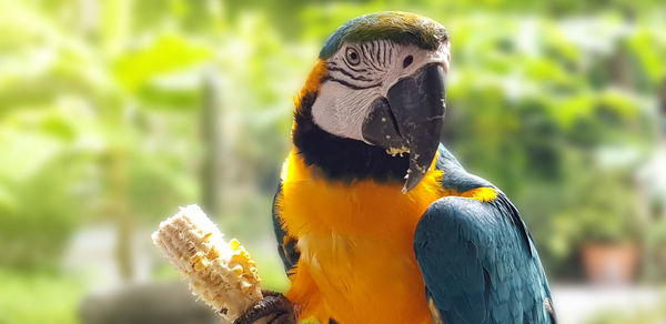 Close-up of a bird