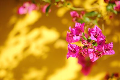 Close-up of pink flower