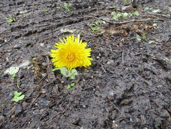 High angle view of yellow crocus on field