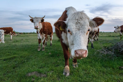 Cows standing in a field