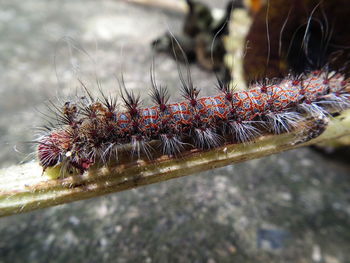 Close-up of caterpillar