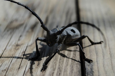 Close-up of insect on wood