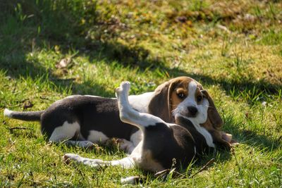 View of dog lying on grass