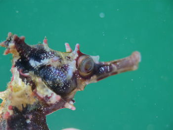 Close-up of fishes swimming in sea