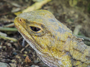 Close-up of lizard
