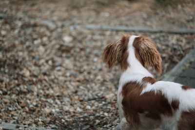 High angle view of dog standing on land