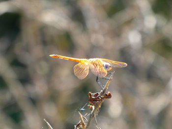 Close-up of dragonfly on plant