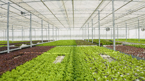 Plants growing in greenhouse