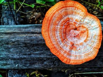 Close-up of tree stump in forest