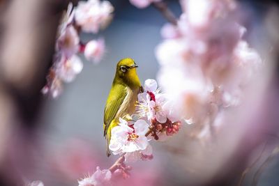 Close-up of bird perching on tree