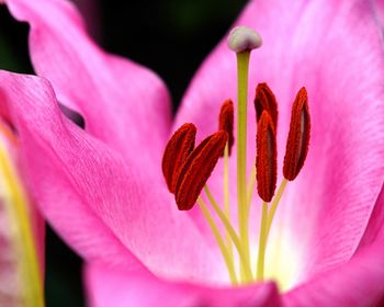Close-up of pink flower blooming outdoors