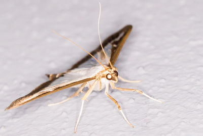 Close-up of insect