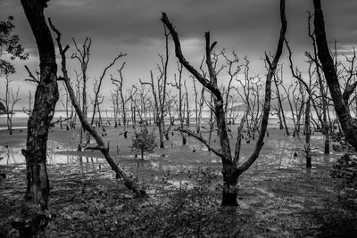 Bare trees in swamp