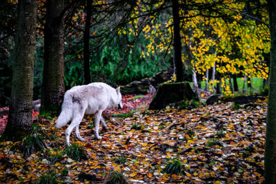 Horse standing in a forest