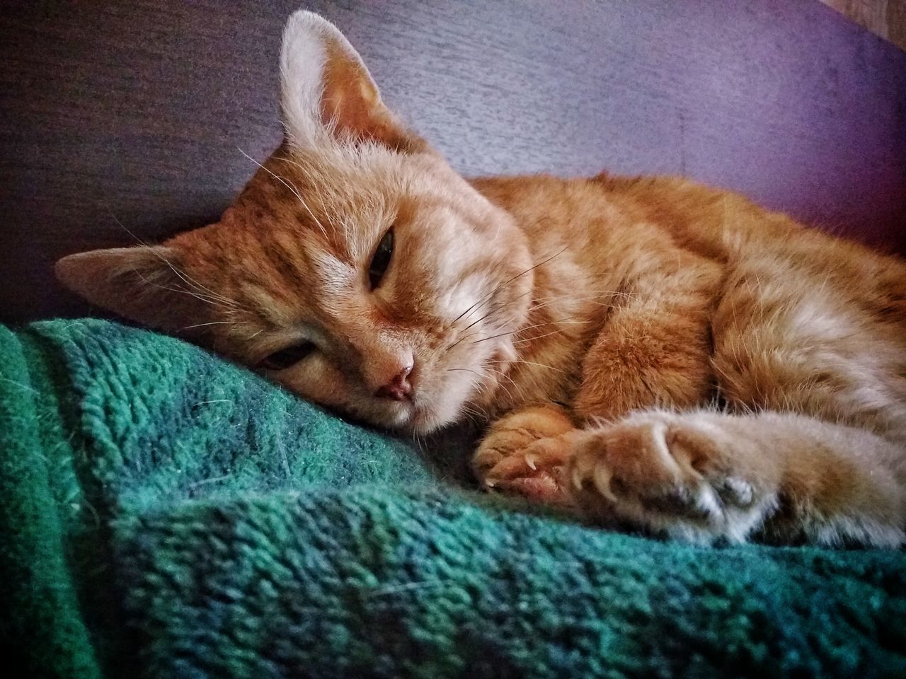 domestic, pets, cat, domestic cat, domestic animals, relaxation, feline, animal themes, animal, mammal, one animal, close-up, vertebrate, eyes closed, sleeping, resting, no people, indoors, furniture, lying down, ginger cat, whisker, tabby, napping