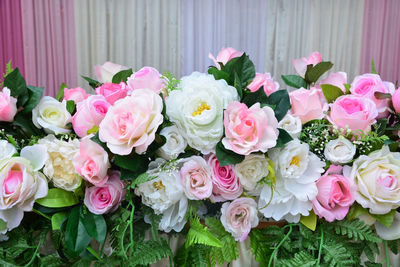Close-up of pink roses