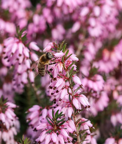 Bee pollinating on pink flower