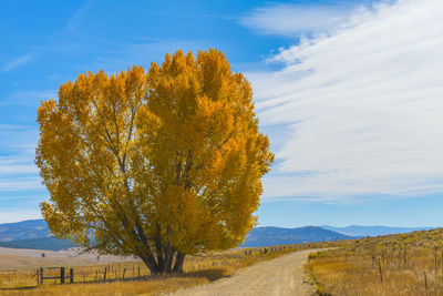 Tree by road against sky during autumn