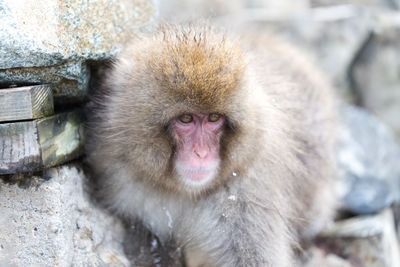 Portrait of a monkey