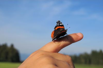 Close-up of a butterfly on the finger of a child