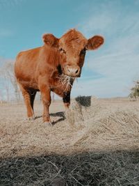 Cow in a field