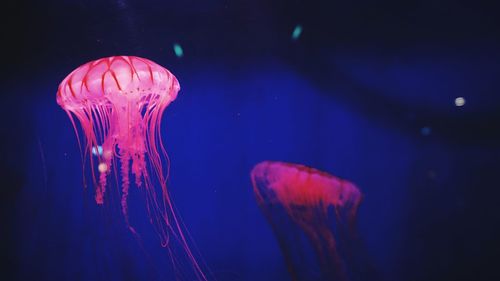 Pink jellyfishes swimming in sea