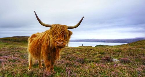 Highland cattle standing on field