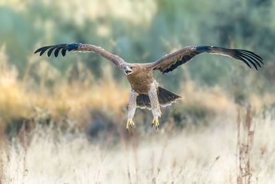 Close-up of golden eagle flying over field