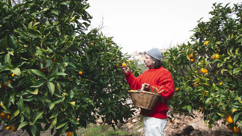 Farmer man harvesting oranges in an orange grove