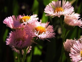 Close-up of pink flowering plants