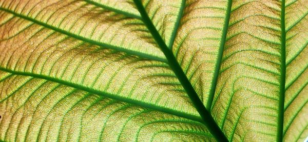 Full frame shot of fig leaves