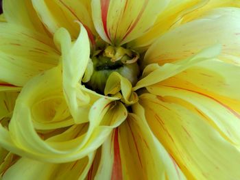 Full frame shot of yellow rose flower