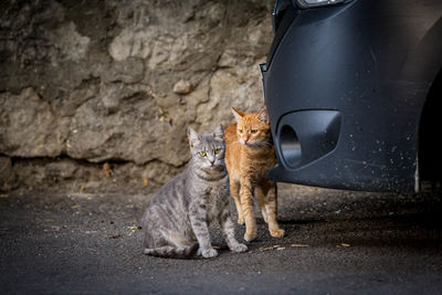 Cat sitting outdoors