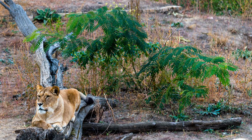 Cat in a forest