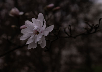 Close-up of white flowering plant