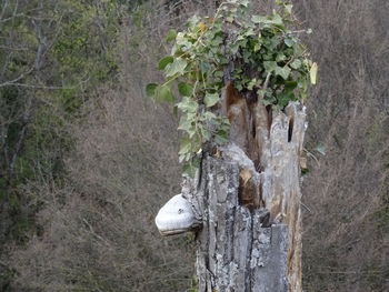 Close-up of tree trunk in forest