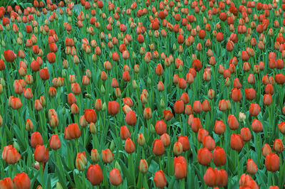 Full frame shot of red tulips blooming in park