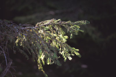 Close-up of pine tree during winter