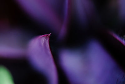 Macro shot of purple flowering plant