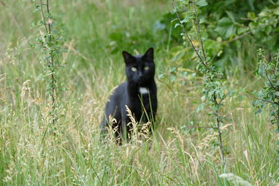 Portrait of black cat lying on grass