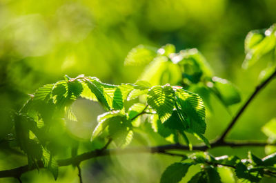 Close-up of fresh green leaves