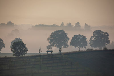 Trees on field against sky during foggy weather