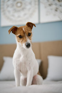 Cute dog sitting on the bed in living room, close up portrait