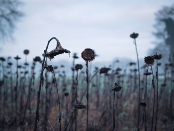 Freezing dead old sunflowers