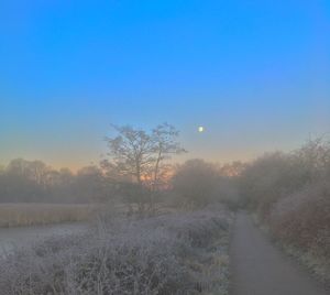 Trees on field against clear sky during winter