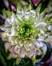 Close-up of flowers blooming outdoors